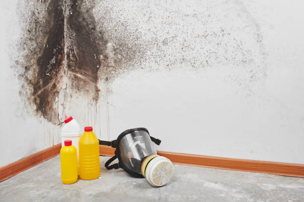 Best Emergency Mold Removal  in San Augustine, TX