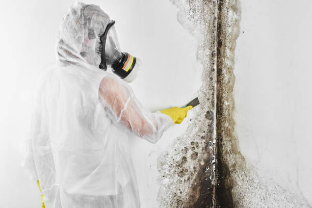 Professional Mold Removal in San Augustine, TX