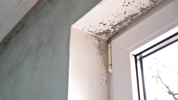 Mold Removal and Inspection in San Augustine, TX