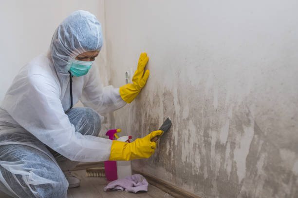Best Fast Mold Removal  in San Augustine, TX