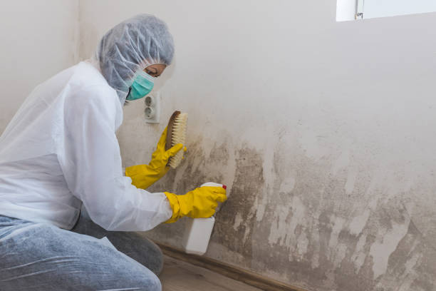 Crawl Space Mold Removal in San Augustine, TX