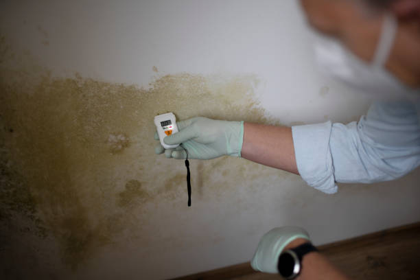 Best Crawl Space Mold Removal  in San Augustine, TX