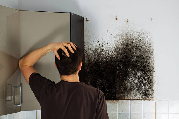 Best Certified Mold Removal  in San Augustine, TX