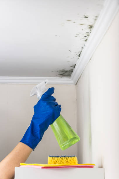 Best Professional Mold Removal  in San Augustine, TX
