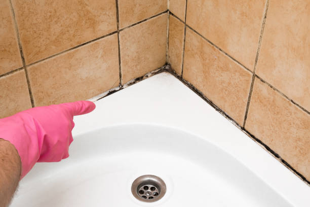 Best Mold Removal Near Me  in San Augustine, TX